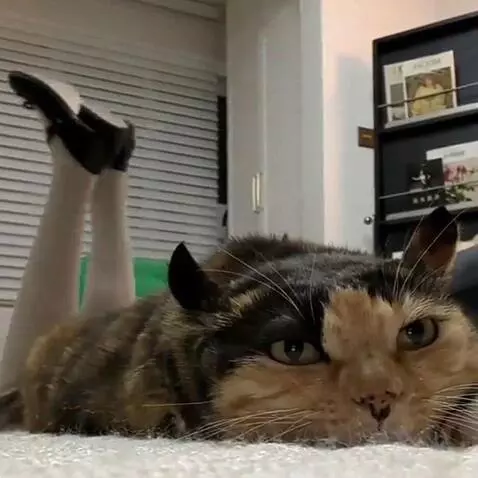 cat lying flat by kai00