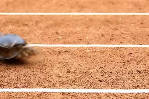 Racing tortoise by martmil