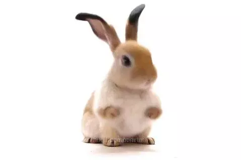 Dancing rabbit by martmil