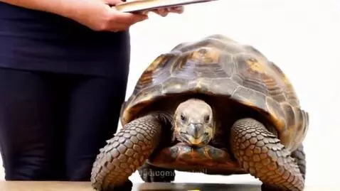 Tortoise in training classes by martmil