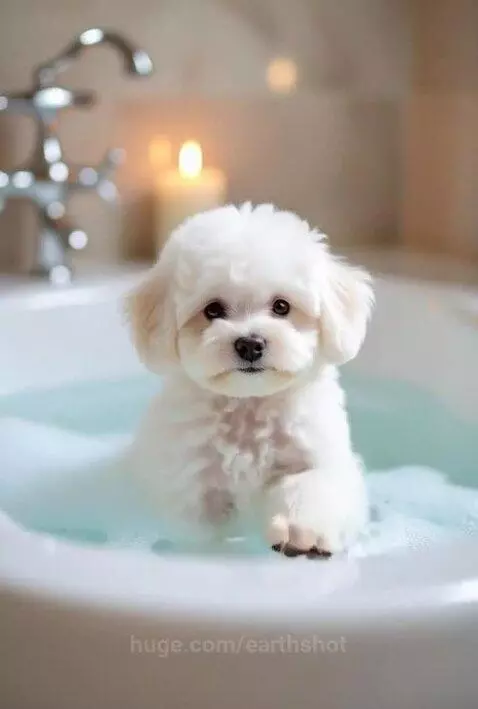 Bath Time by earthshot