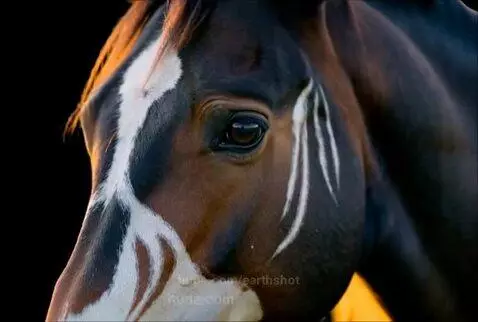Horse Beauty by earthshot