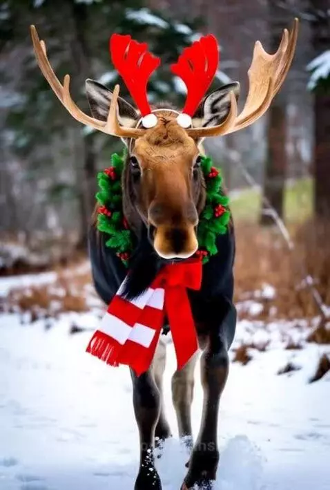 Christmas is Coming by earthshot