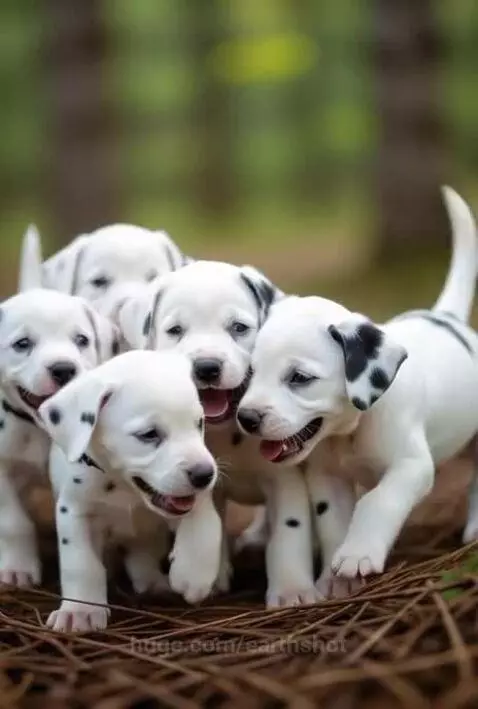 Dalmations by earthshot