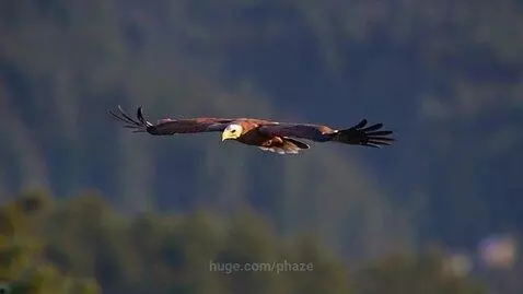 Soar high by phaze