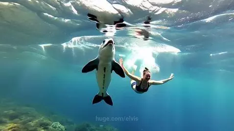 For the love of nature by elvis