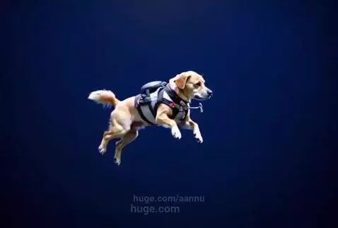 Flying dog by aannu