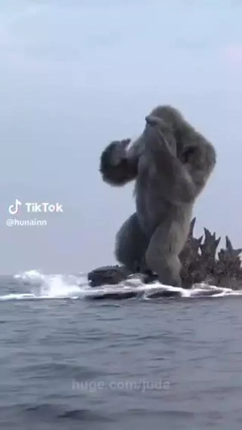 Animal moving on the sea by jude