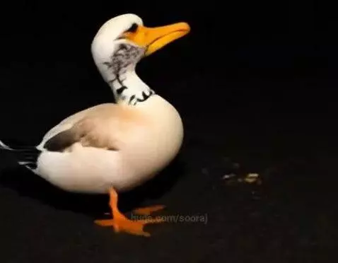 Ramping duck by sooraj