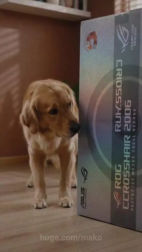 Golden retriever dog looking at a woman unboxing an ASUS x Noctua GeForce RTX 5080 graphics card for a ROG PC build.