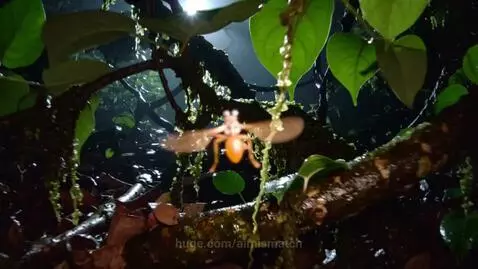 Bee POV by aimismatch