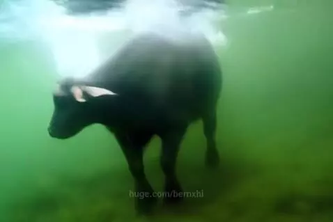 water buffalo swimming in a river by bernxhi