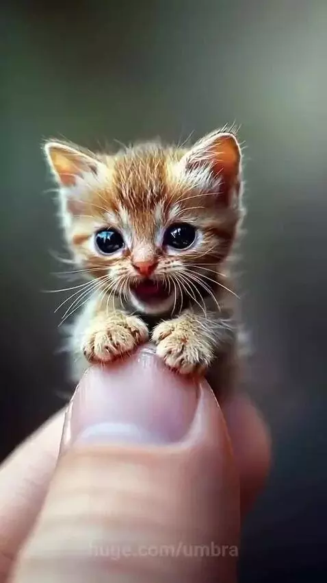 Micro animals by umbra