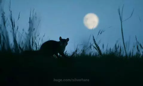 The night by silverhare
