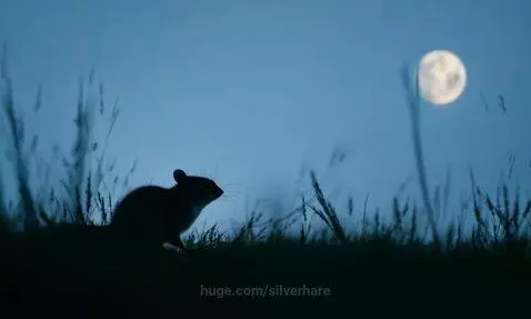 video poster