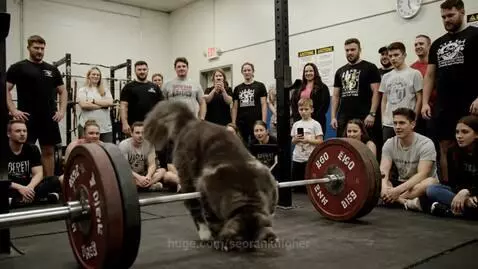 This cat is strong ! by seorankhigher