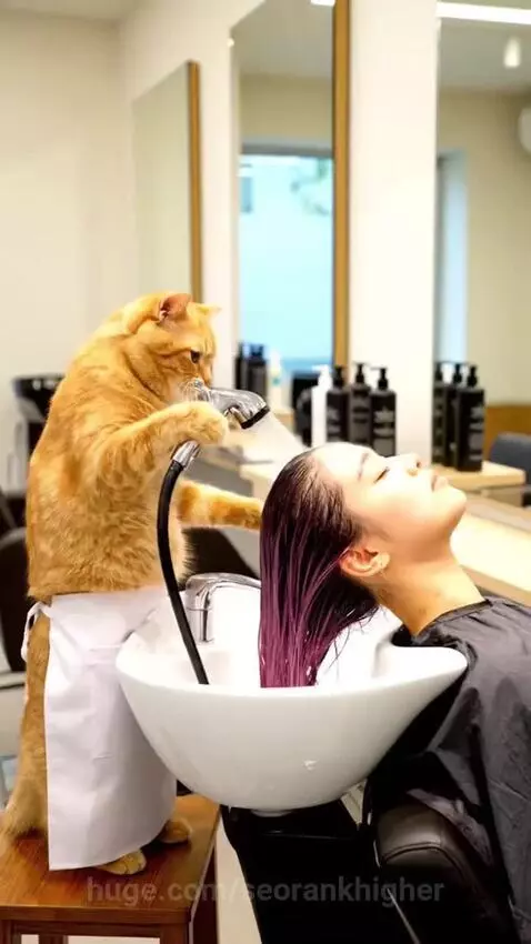 Cat Hair pro by seorankhigher