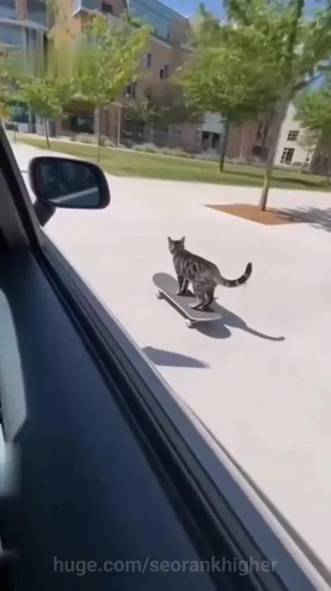 cat kickflip by seorankhigher