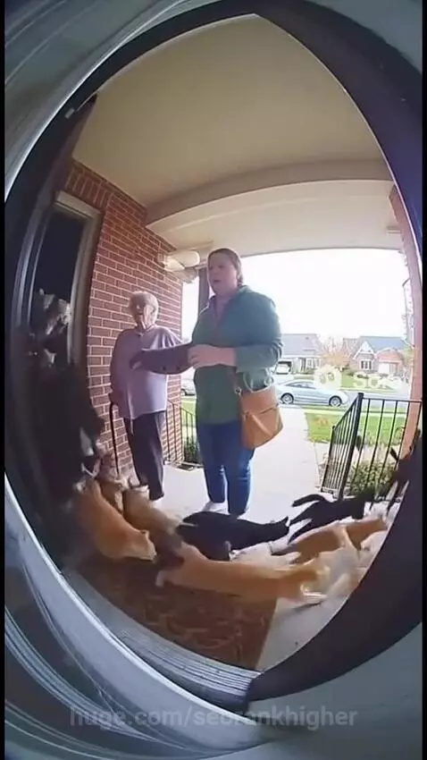 How many cats you have ;-) by seorankhigher