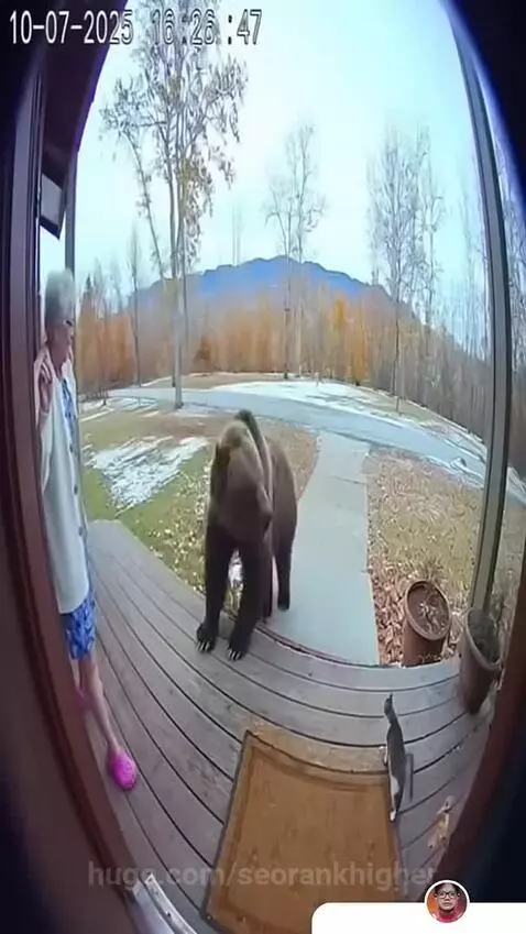 The cat save the elderly woman from grizzly bear by seorankhigher