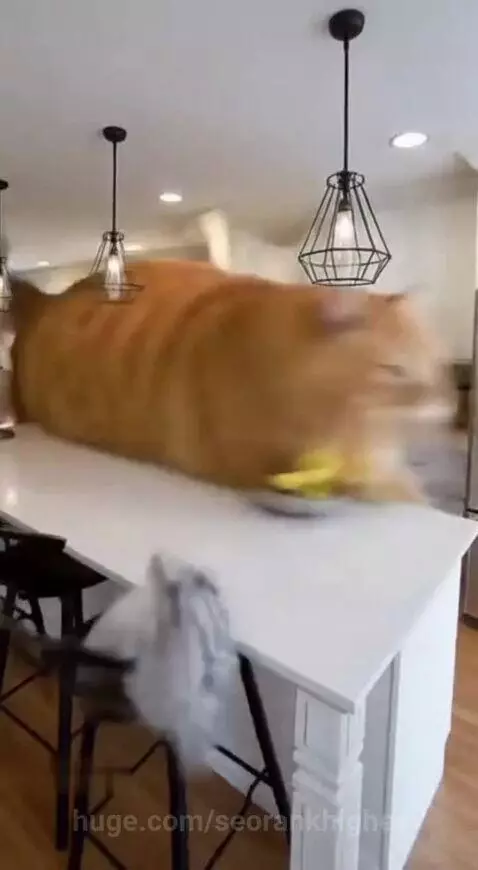 Bro moves like a 3-ton Roomba 🐈 by seorankhigher