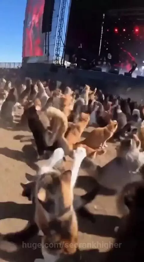 Cat fest by seorankhigher