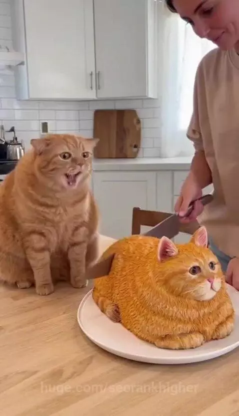Is it cake 😂🐈 by seorankhigher