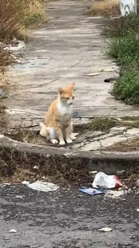 No worry , he is ok 😂 by seorankhigher