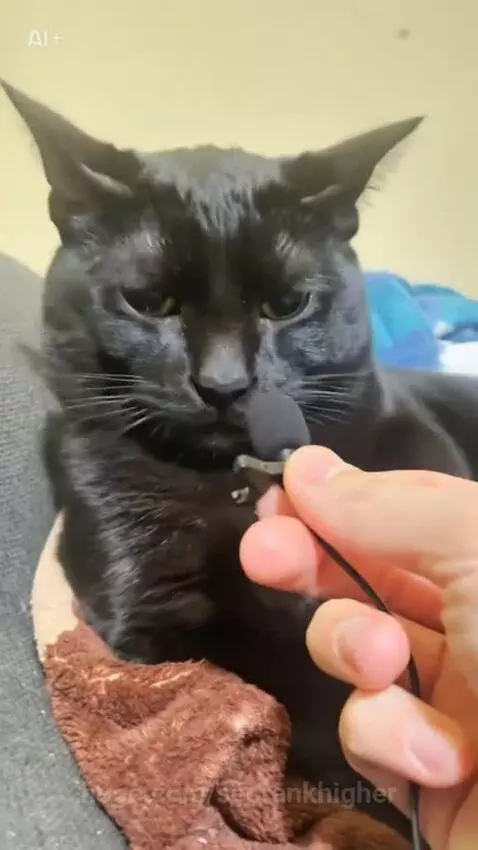 this cat rap like a real G by seorankhigher