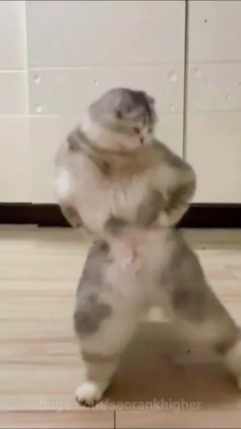 Hey sexy lady 😂🐈 by seorankhigher