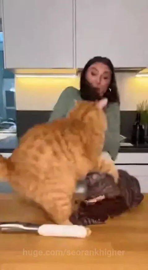 don't cut the cake by seorankhigher