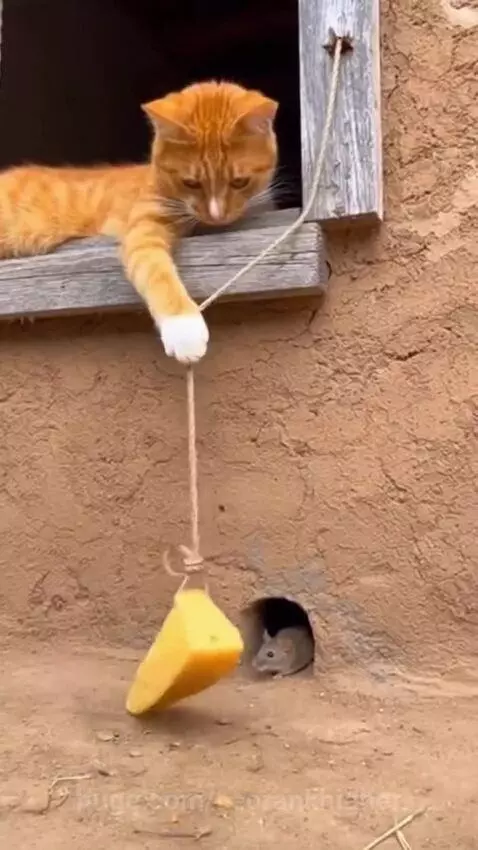 this cat is genious by seorankhigher