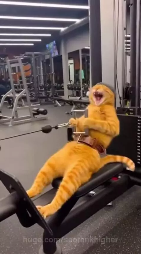 we call him the BEAST by seorankhigher