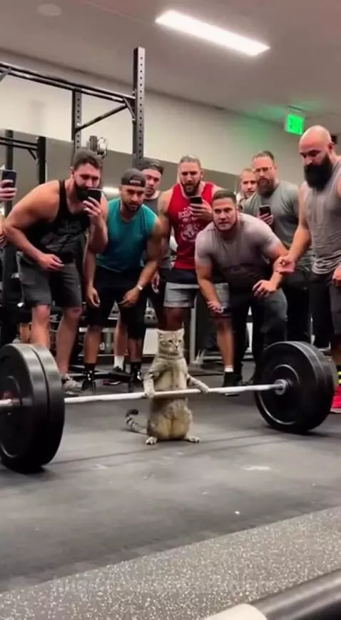 Go Get them kittie by seorankhigher