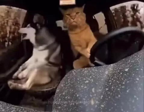 When he tell you, i drive good by seorankhigher