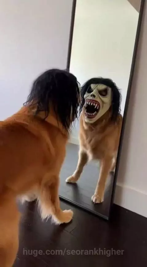 Sorry, but this made me laugh by seorankhigher