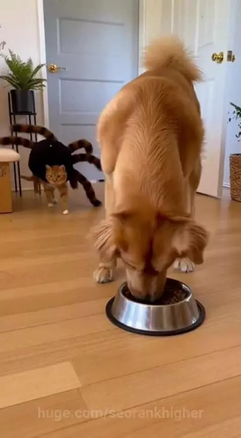 poor dog by seorankhigher