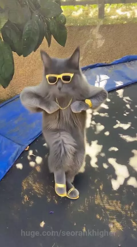 A fluffy gray cat wearing gold sunglasses, chain, watch, and sandals, dancing on a trampoline.