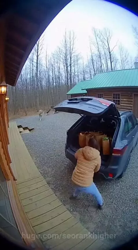 Woman scrambles into SUV as large wolf-like dogs attack her car and groceries.