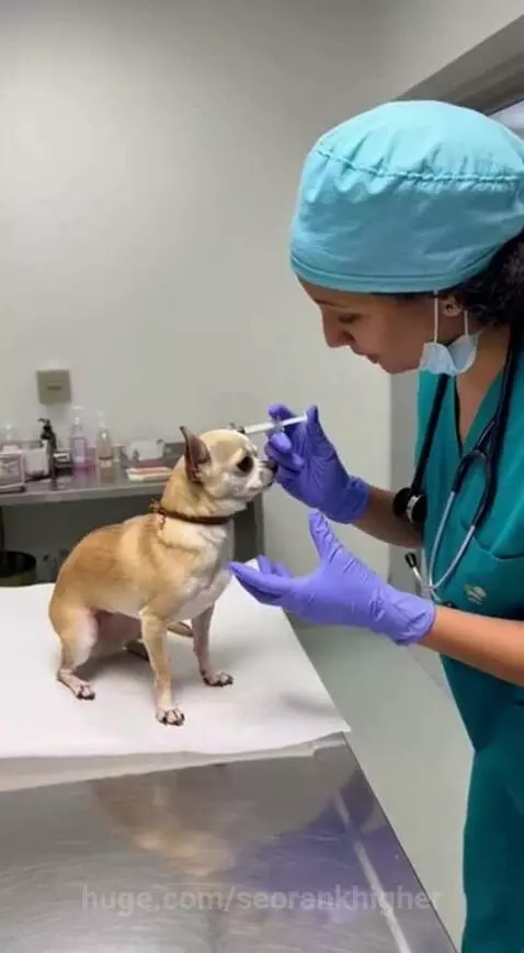 Chihuahua dog standing on hind legs holding a toy gun at a surprised veterinarian.