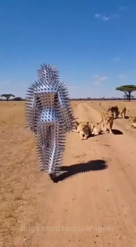 Lion cautiously approaches a person in a full-body spike suit on a dry savanna.