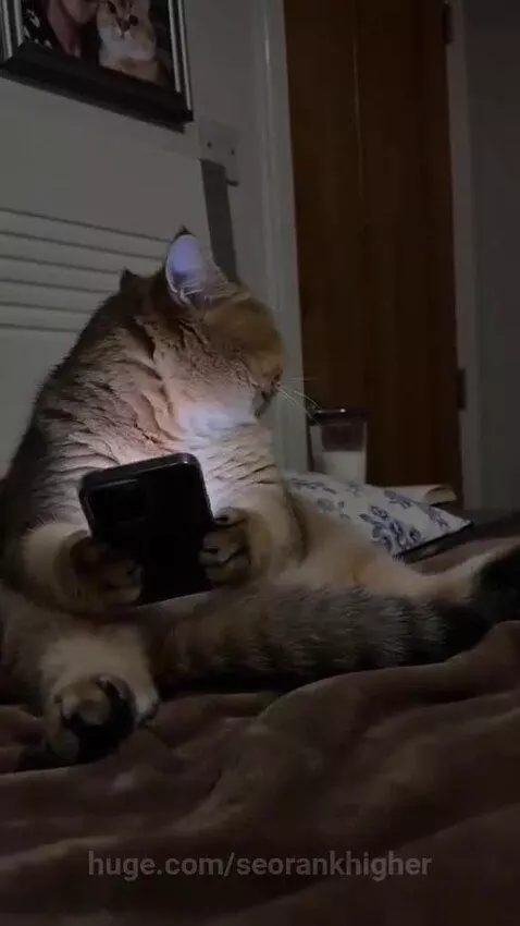 Fluffy golden cat looking at a smartphone screen, then hiding under a blanket.