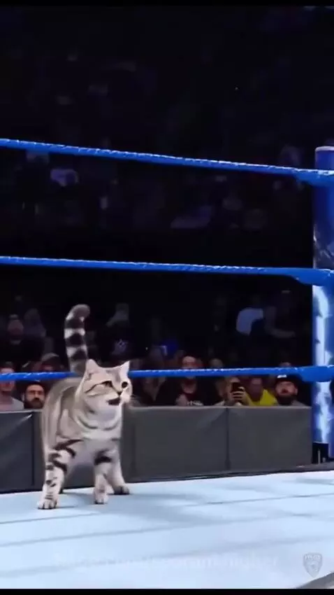 A cat performing a wrestling move on Dwayne 'The Rock' Johnson in a WWE ring, with comedic sound effects.