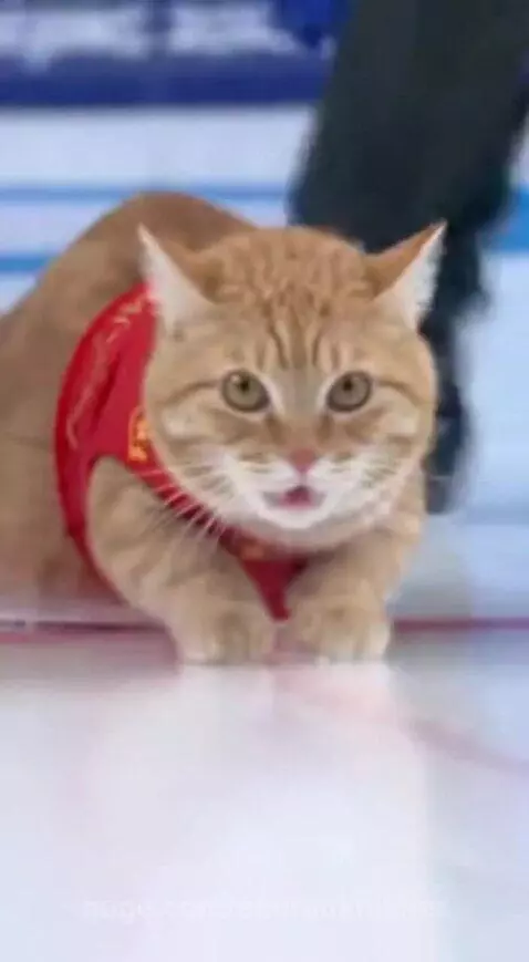 Two female curlers in uniform gently guide an orange cat wearing a red vest across an ice rink towards the target.