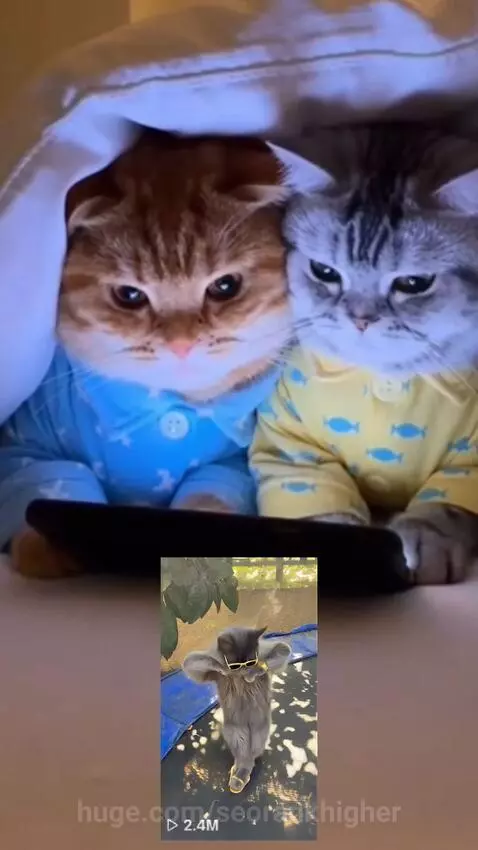 Two cats in pajamas watching a smartphone with exaggerated surprised faces, a third cat in sunglasses and shoes poses on a trampoline.