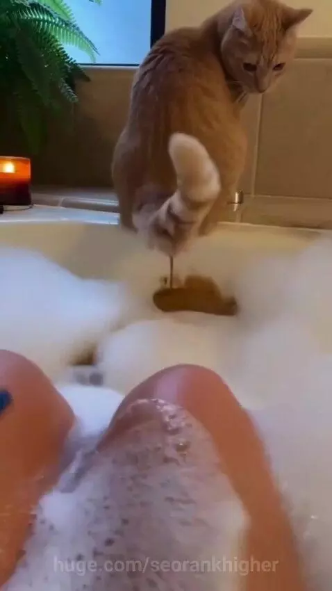 Orange cat named Milo perched on the edge of a bathtub, looking at the water.