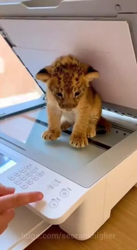 A small lion cub sits on a printer scanner, with more cubs emerging from the output tray.