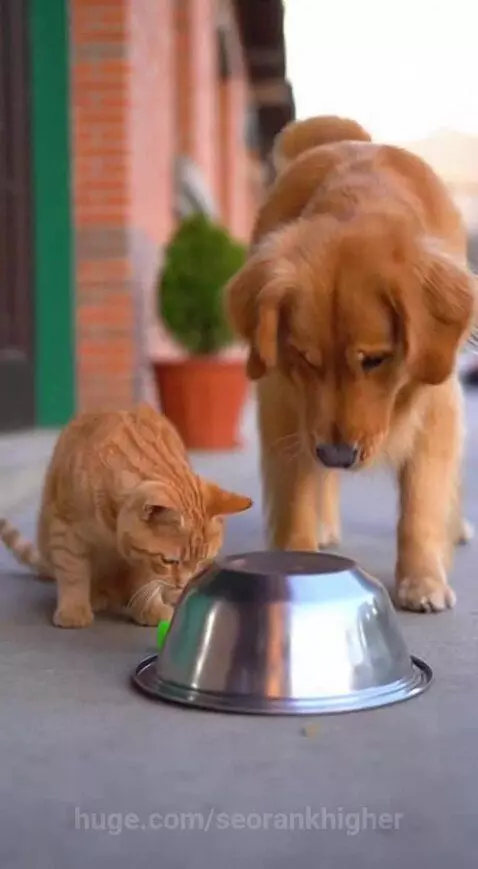 Orange cat watches as a golden retriever covers a firecracker with a bowl, which then explodes.