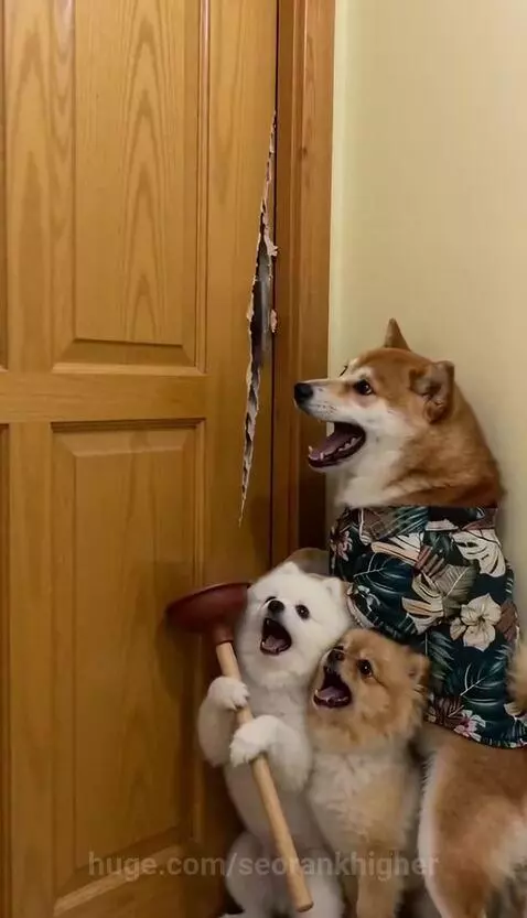 Three dogs watch intently as a cat holding a small axe pokes its head through a hole in a wooden door.