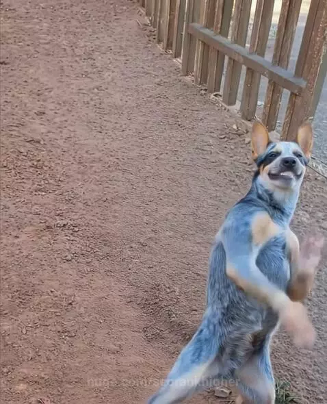 Blue heeler dog with human arms superimposed, dancing on hind legs with a wide smile.